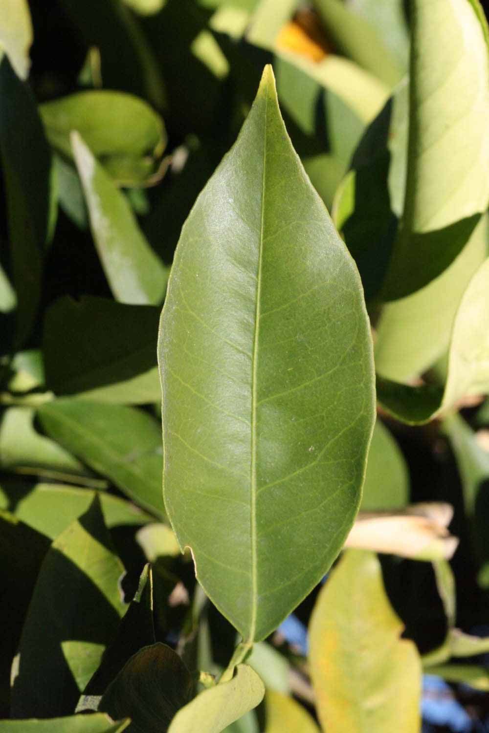              Unifoliolate leaf (Riverside, CA)       